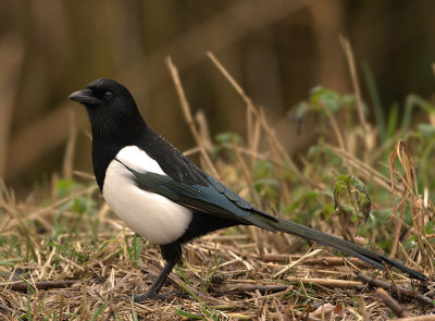 Eurasian Magpie - Pica pica (Ekster)