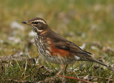 Redwing - Turdus iliaca (Koperwiek)