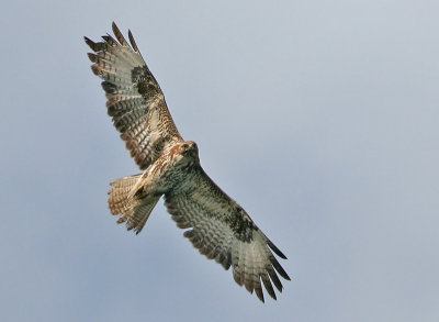 Common Buzzard - Buteo buteo (Buizerd)