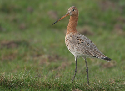 Black-tailed Godwit - Limosa limosa limosa (Grutto)