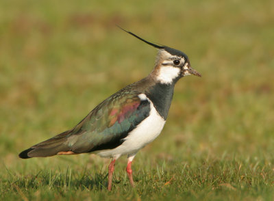 Northern Lapwing -Vanellus vanellus (Kievit)