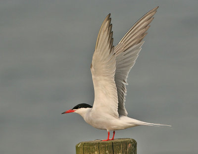 Common Tern - Sterna hirundo (Visdief)