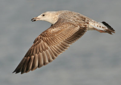 Herring Gull - Larus argentatus (Zilvermeeuw)