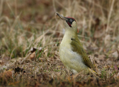 Eurasian Green Woodpecker - Picus viridis (Groene Specht)