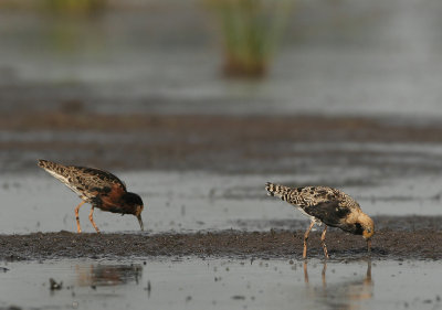 Ruff - Philomachus pugnax (Kemphaan)