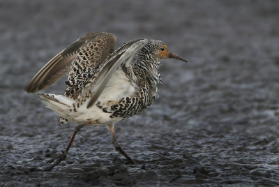 Ruff - Philomachus pugnax (Kemphaan)