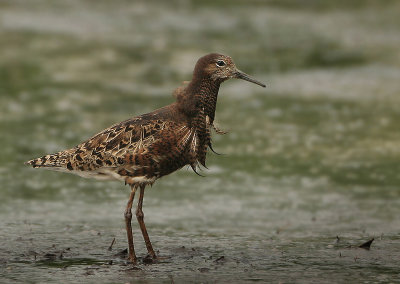 Ruff - Philomachus pugnax (Kemphaan)