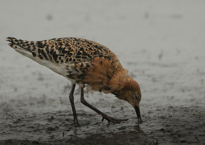 Ruff - Philomachus pugnax (Kemphaan)