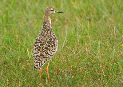 Ruff - Philomachus pugnax (Kemphaan)