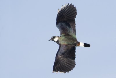 Northern Lapwing -Vanellus vanellus (Kievit)