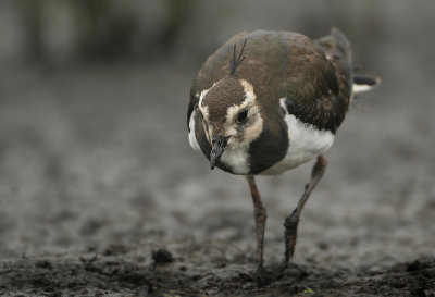 Northern Lapwing -Vanellus vanellus (Kievit)