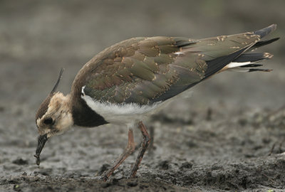 Northern Lapwing -Vanellus vanellus (Kievit)