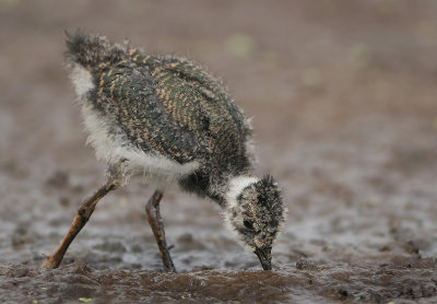 Northern Lapwing -Vanellus vanellus (Kievit)