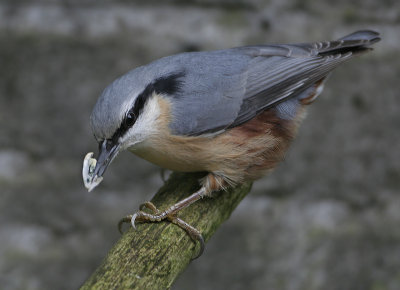 Eurasian Nuthatch - Sitta europaea (Boomklever)