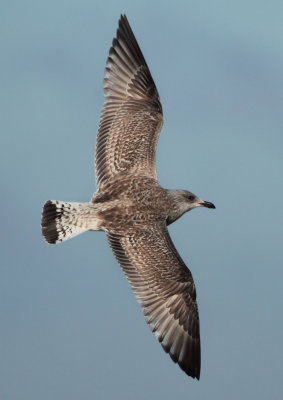 Herring Gull - Larus argentatus (Zilvermeeuw)