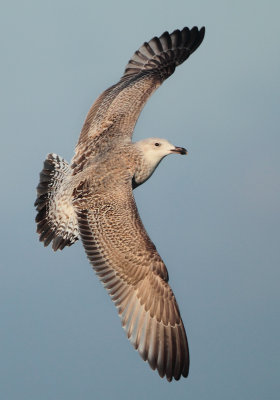 Herring Gull - Larus argentatus (Zilvermeeuw)