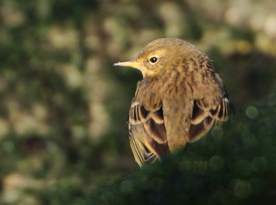 Rock Pipit - Anthus petrosus (Oeverpieper)
