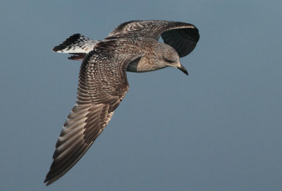 Herring Gull - Larus argentatus (Zilvermeeuw)