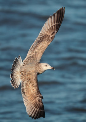 Herring Gull - Larus argentatus (Zilvermeeuw)