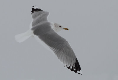 European Common Gull - Larus canus canus (Stormmeeuw)