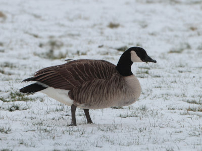 Canada Goose - Branta canadensis (Grote Canadese Gans)