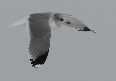 European Common Gull - Larus canus canus (Stormmeeuw)