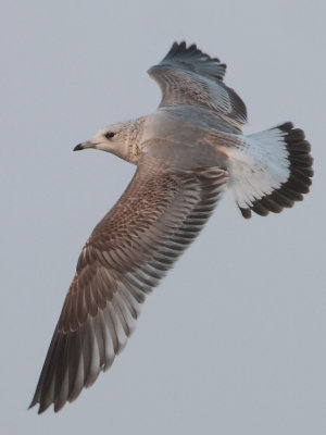Common Gull - Larus canus (Stormmeeuw)