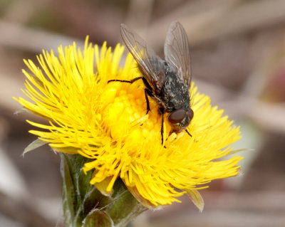 Musca domestica (Linnaeus, 1758)