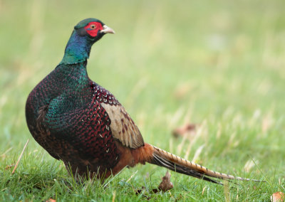 Common Pheasant - Phasianus colchicus colchicus (Fazant)