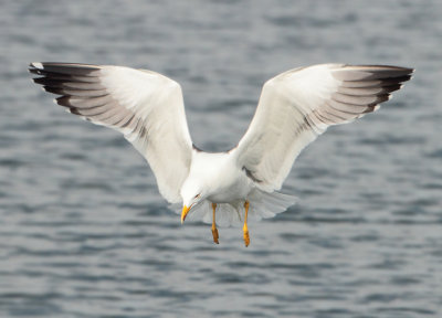 Lesser Black-backed Gull - Larus fuscus (Kleine Mantelmeeuw)