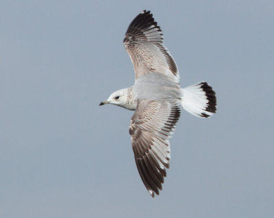Common Gull - Larus canus (Stormmeeuw)