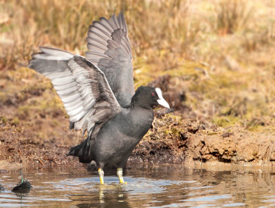 Eurasian Coot - Fulica atra (Meerkoet)
