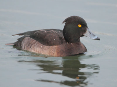 Tufted Duck - Aythya fuligula (Kuifeend)