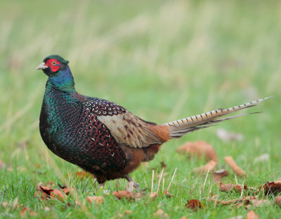 Common Pheasant - Phasianus colchicus colchicus (Fazant)