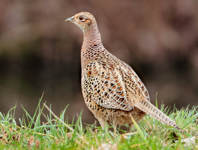 Pheasant - Phasianus colchicus (Fazant)