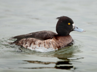 Tufted Duck - Aythya fuligula (Kuifeend)
