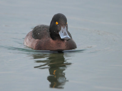 Tufted Duck - Aythya fuligula (Kuifeend)b.JPG