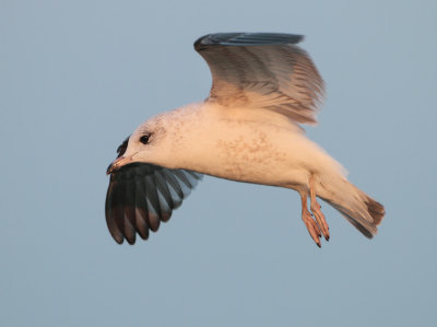 Common Gull - Larus canus (Stormmeeuw)