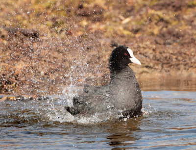 Eurasian Coot - Fulica atra (Meerkoet)