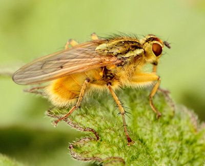 Scathophaga stercoraria (Linnaeus, 1758)
