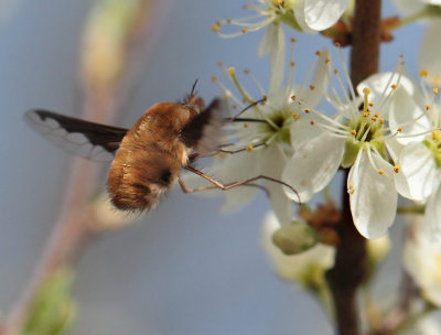 Bombylius major (Linnaeus, 1758)