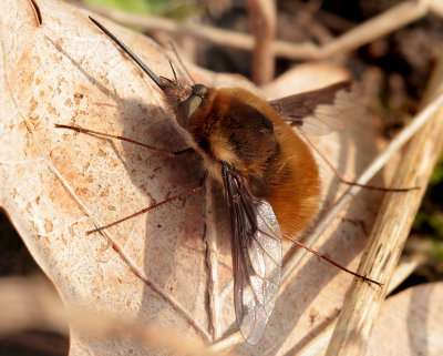 Bombylius major (Linnaeus, 1758)