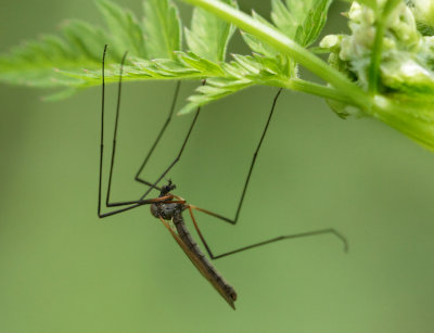 Tipulidae-spec