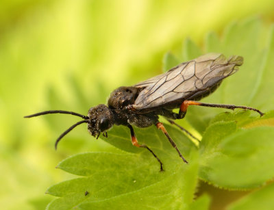 Episyron rufipes (Linnaeus, 1758)