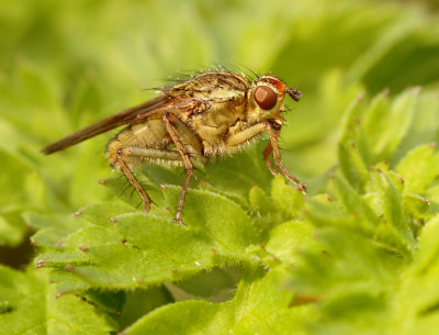 Scathophaga stercoraria (Linnaeus, 1758)