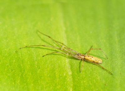 Tetragnatha-spec