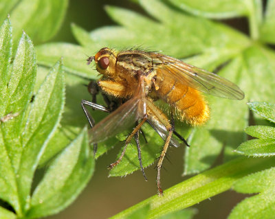 Scathophaga stercoraria (Linnaeus, 1758)