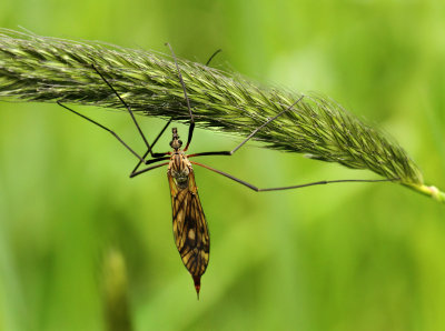 Nephrotoma appendiculata (Pierre, 1919)
