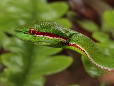 Trimeresurus popeiorum popeiorum (Smith, 1937)