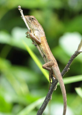 Calotes versicolor (Daudin, 1802)